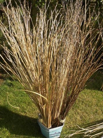 Boeketten met gedroogde takken DECORATIE beschikbaar voor biedingen