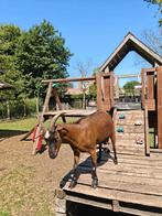 Geit zoekt nieuw stalletje, Dieren en Toebehoren, Schapen, Geiten en Varkens