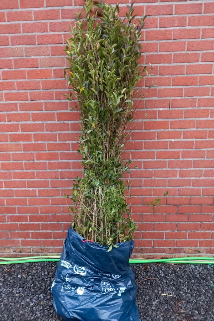 GROTE MATEN GROENE LIGUSTER, oa  1,5/1,75+ Meter = 2,20€ !!!, Tuin en Terras, Planten | Struiken en Hagen, Haag, Liguster, 100 tot 250 cm