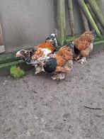 jeune trio en porcelaine Brahma,, Animaux & Accessoires, Volatiles, Plusieurs animaux, Poule ou poulet