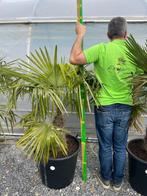 Trachycarpus Fortunei palmbomen, Enlèvement ou Envoi