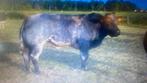 5 jarige ingescheven gekeurde dekstier, Dieren en Toebehoren, Runderen, Mannelijk, 3 tot 6 jaar