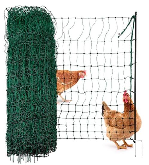 kippenren, Dieren en Toebehoren, Vogels | Overige Vogels