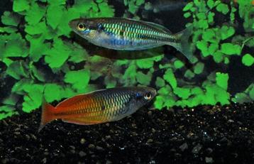 Hobbyaquarium  Melanotaenia boesemani 