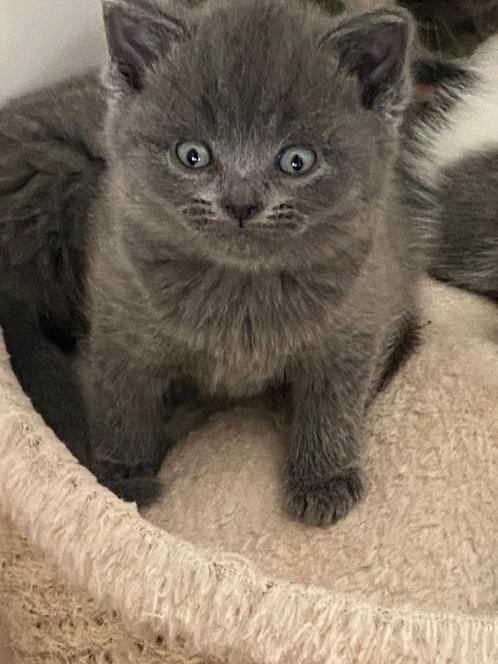 Britse korthaar kittens, Dieren en Toebehoren, Katten en Kittens | Raskatten | Korthaar, Meerdere dieren, 0 tot 2 jaar, Met stamboom