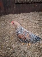 Raszuivere bielefelder groothoender hanen