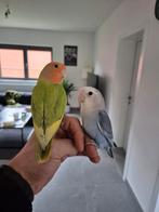 Super handtamme dwergpapegaaien, Animaux & Accessoires, Oiseaux | Perruches & Perroquets