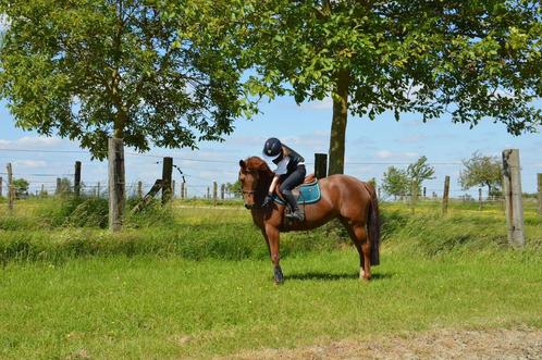 Lieve brave allround d pony, Dieren en Toebehoren, Pony's, Merrie, B, 11 jaar of ouder, Met stamboom