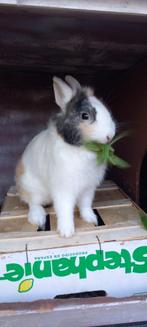 Konijn met hok, Dieren en Toebehoren, Konijnen, Mannelijk, Klein