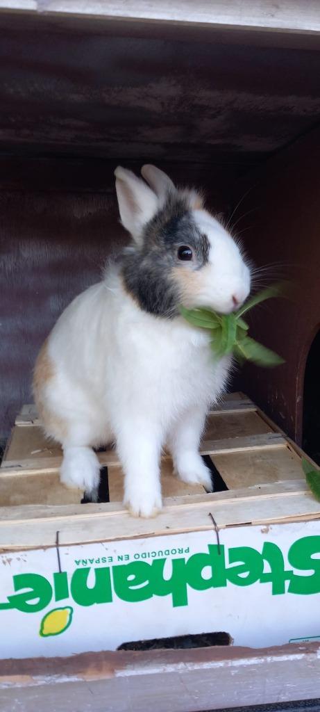 Konijn met hok, Dieren en Toebehoren, Konijnen, Klein, Mannelijk