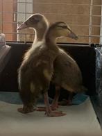 2 loopeenden van 3 weken oud, Geslacht onbekend, Eend