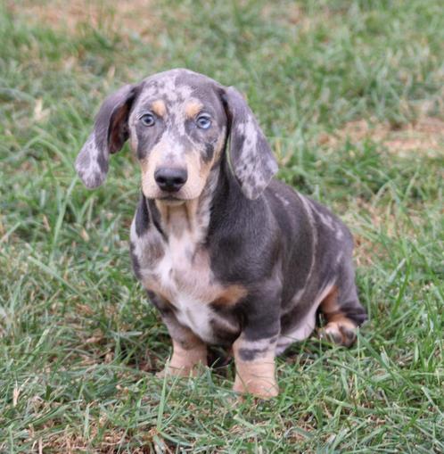 Teckel pup Merle korthaar, Dieren en Toebehoren, Honden | Teckels en Dashonden, Reu, Korthaar, Dwerg, Fokker | Professioneel, Eén hond