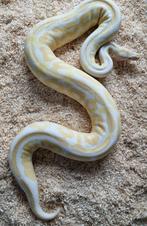 0.1 cinnamon albino 100% het clown 66% het pied
