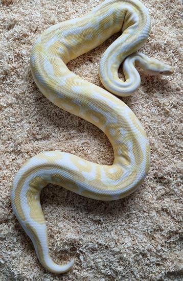 0.1 cinnamon albino 100% het clown 66% het pied