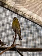 Sijzen en barmsijzen. Vogels moeten weg wegens ziekte!, Animaux & Accessoires, Oiseaux | Accessoires, Enlèvement, Neuf