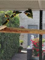 personata's, Dieren en Toebehoren, Meerdere dieren, Dwergpapegaai of Agapornis, Geringd