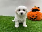Nestje Mini Maltezer pups, Dieren en Toebehoren, België, Maltezer, CDV (hondenziekte), 8 tot 15 weken