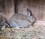 Jonge steenkonijnen, Dieren en Toebehoren, Konijnen, Meerdere dieren, Middelgroot, 0 tot 2 jaar
