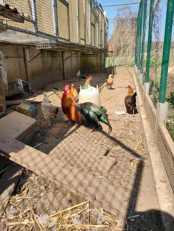 Broedeieren krielkippen onbekend ras makkelijk broeds, Dieren en Toebehoren, Pluimvee, Geslacht onbekend, Kip