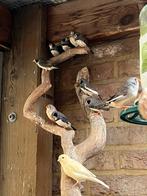 Zebravinken, Dieren en Toebehoren