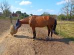 GEZOCHT! Merrie te koop, Dieren en Toebehoren, Paarden, Merrie, Zadelmak