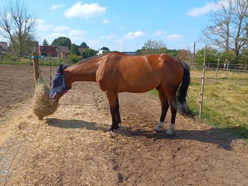 GEZOCHT! Merrie te koop, Dieren en Toebehoren, Paarden, Merrie, Zadelmak