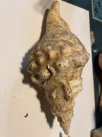 Coquillages, Enlèvement ou Envoi, Comme neuf