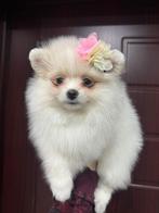 Mini pomeriaan puppy( bear face), Dieren en Toebehoren, Parvo, België, Particulier, Keeshond