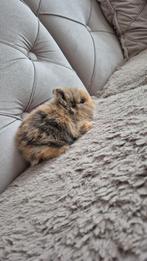 2 dwergkonijnen, Dieren en Toebehoren