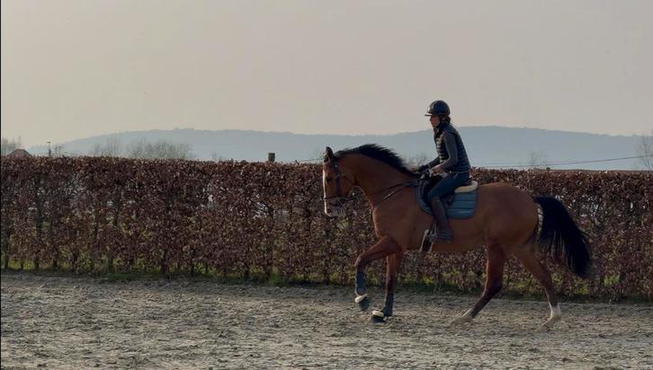 Ruin 5 jaar, Dieren en Toebehoren, Stalling en Weidegang