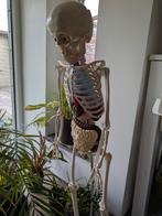 Anatomisch Skelet – Compleet Model – Met Organen – Educatief, Ophalen, Gebruikt