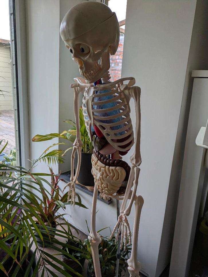 Anatomisch Skelet – Compleet Model – Met Organen – Educatief, Kinderen en Baby's, Speelgoed | Duplo en Lego, Gebruikt, Ophalen