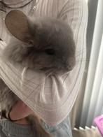 Super mooie angora chinchilla vrouw. 4 jaar oud, Chinchilla, Domestique, Janvier, Femelle