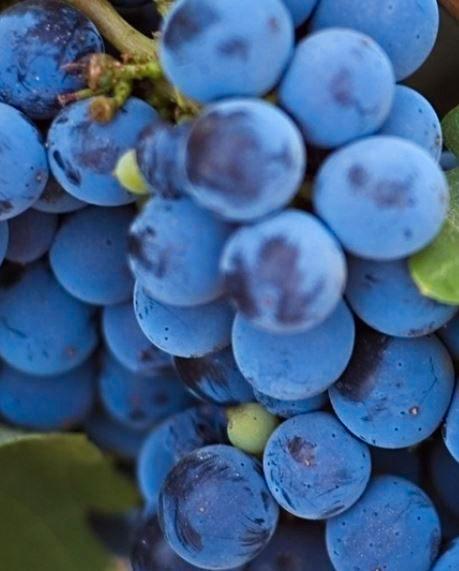 ISABELLA - oude druivenvariëteit, Tuin en Terras, Planten | Fruitbomen, Overige soorten, Minder dan 100 cm, Volle zon, Lente, Ophalen