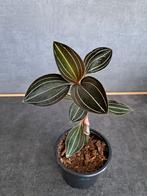 Ludisia discolor nr 11, Enlèvement