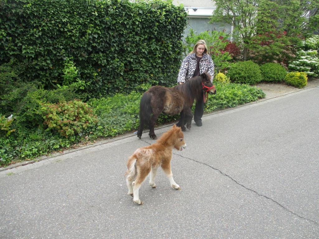 Lieve mini shetland merrie met veulen shetlander., Dieren en Toebehoren, Pony's, Merrie, Gechipt, Ontwormd