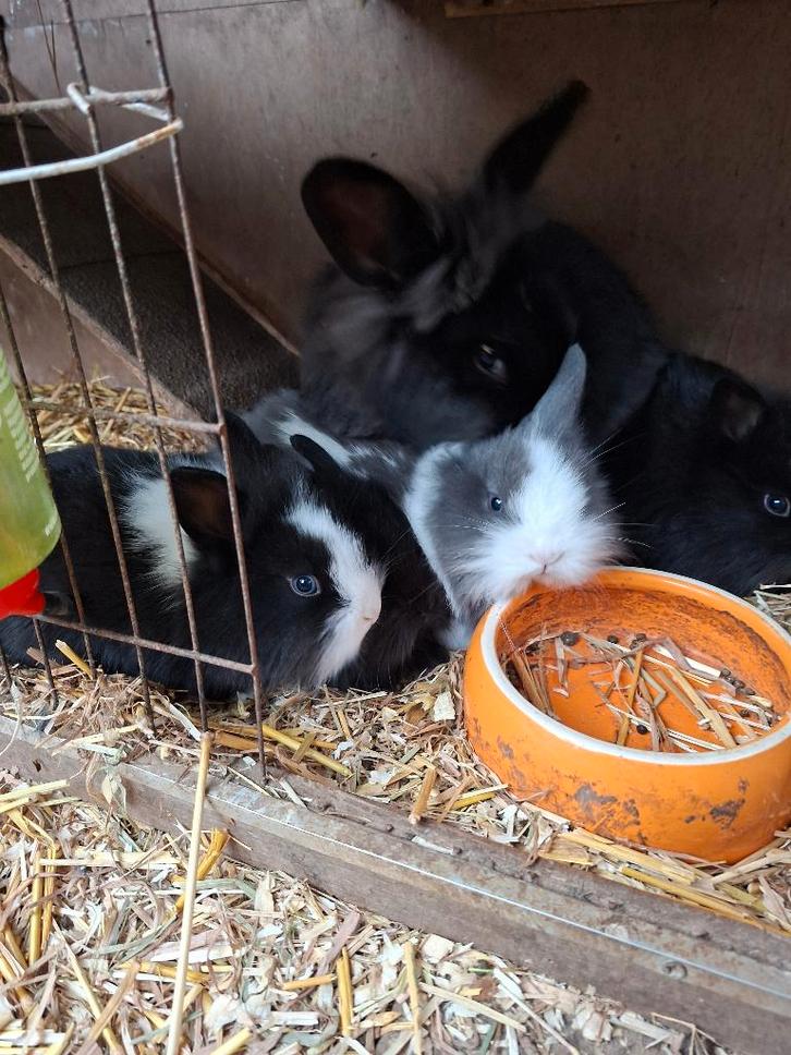 Dwergkonijn leeuwenkopjes, Animaux & Accessoires, Lapins, Nain, Plusieurs animaux, 0 à 2 ans