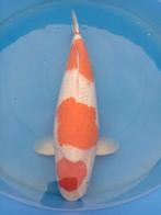 Japanse koi hoge kwaliteit, Dieren en Toebehoren, Karper of Koi