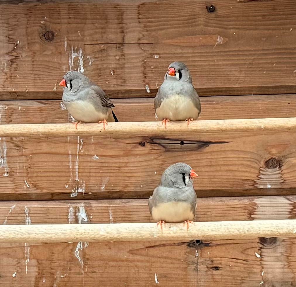 Zebravinken split charcoal