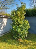 Portugese laurier te koop, Ophalen