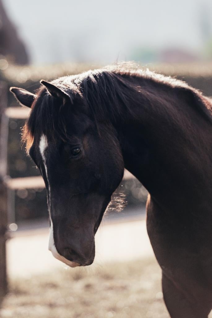 Zeer mooie jaarling Quarter ruin, Dieren en Toebehoren, Met stamboom, Minder dan 160 cm, Ruin, M