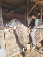 Weide pony, Dieren en Toebehoren, Ophalen of Verzenden, Zo goed als nieuw