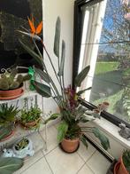 Strelitzia oiseau du paradis, Maison & Meubles, Plantes d'intérieur, Plante à fleurs, Enlèvement, Autres espèces, 150 à 200 cm