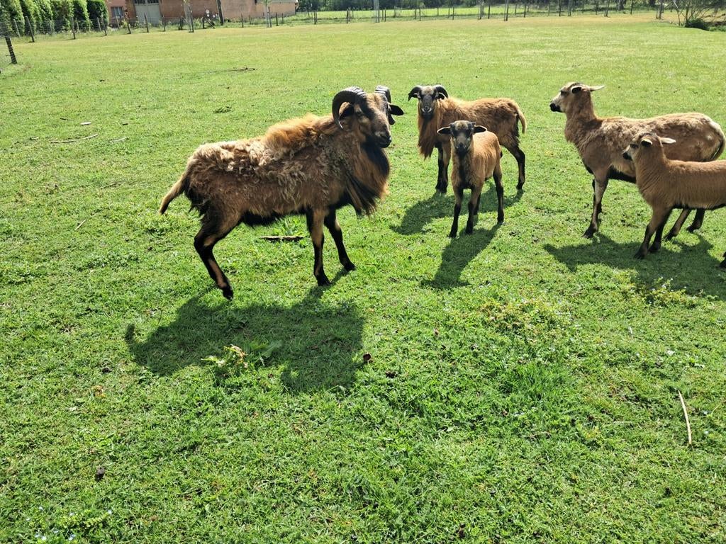 Kameroenschapen, Dieren en Toebehoren, Schapen, Geiten en Varkens