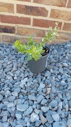 De 'Harlequin' of kardinaalshoed, Tuin en Terras, Planten | Tuinplanten, Ophalen, Bodembedekkers, Volle zon, Vaste plant