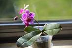 Orchidee Phalaenopsis "Santa Fé" gemarmerd blad / Collector!, Ophalen