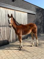 Merrie jaarling, Dieren en Toebehoren, Paarden, Merrie, Z