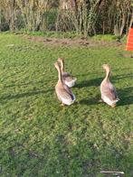 Oeufs feconde oies de Guinée