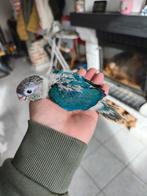 Conure molinae eam, Enlèvement