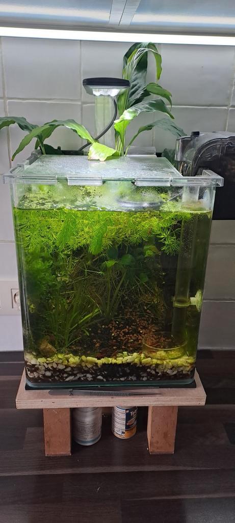 Compleet aquarium 25x25x30 met vissen en vuurgarnalen, Dieren en Toebehoren, Vissen | Aquaria en Toebehoren, Ophalen